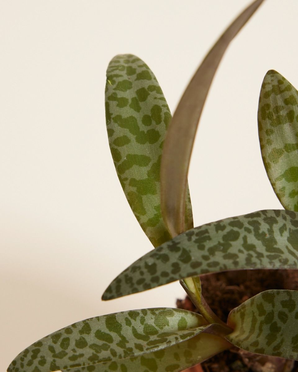 Baby Ledebouria Silver Squil Socialis 
