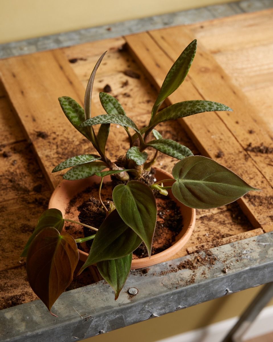 Baby Ledebouria Silver Squil Socialis 