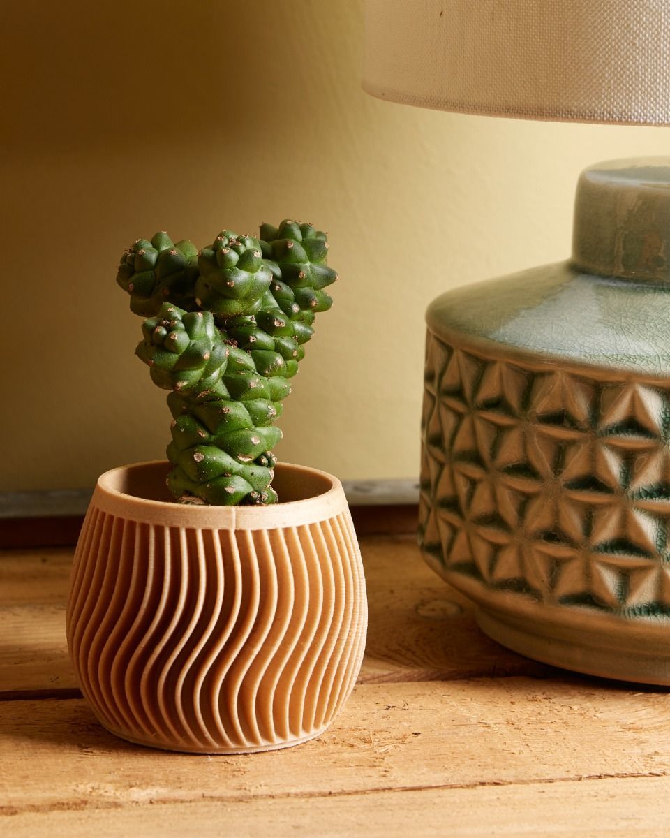 Baby Euphorbia Wolfsmilch Ritchiei 