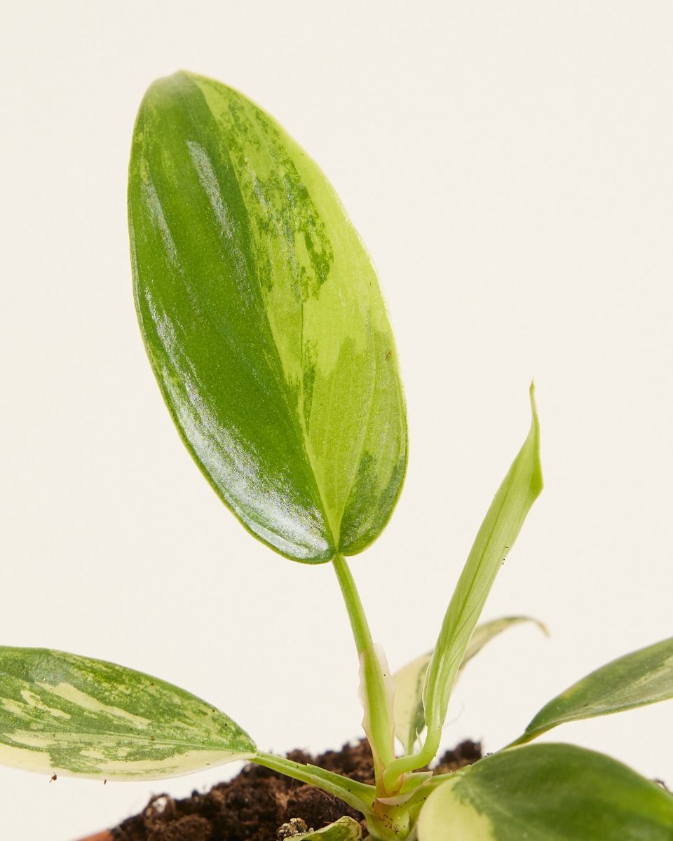 Baby Philodendron Baumfreund Florida Beauty