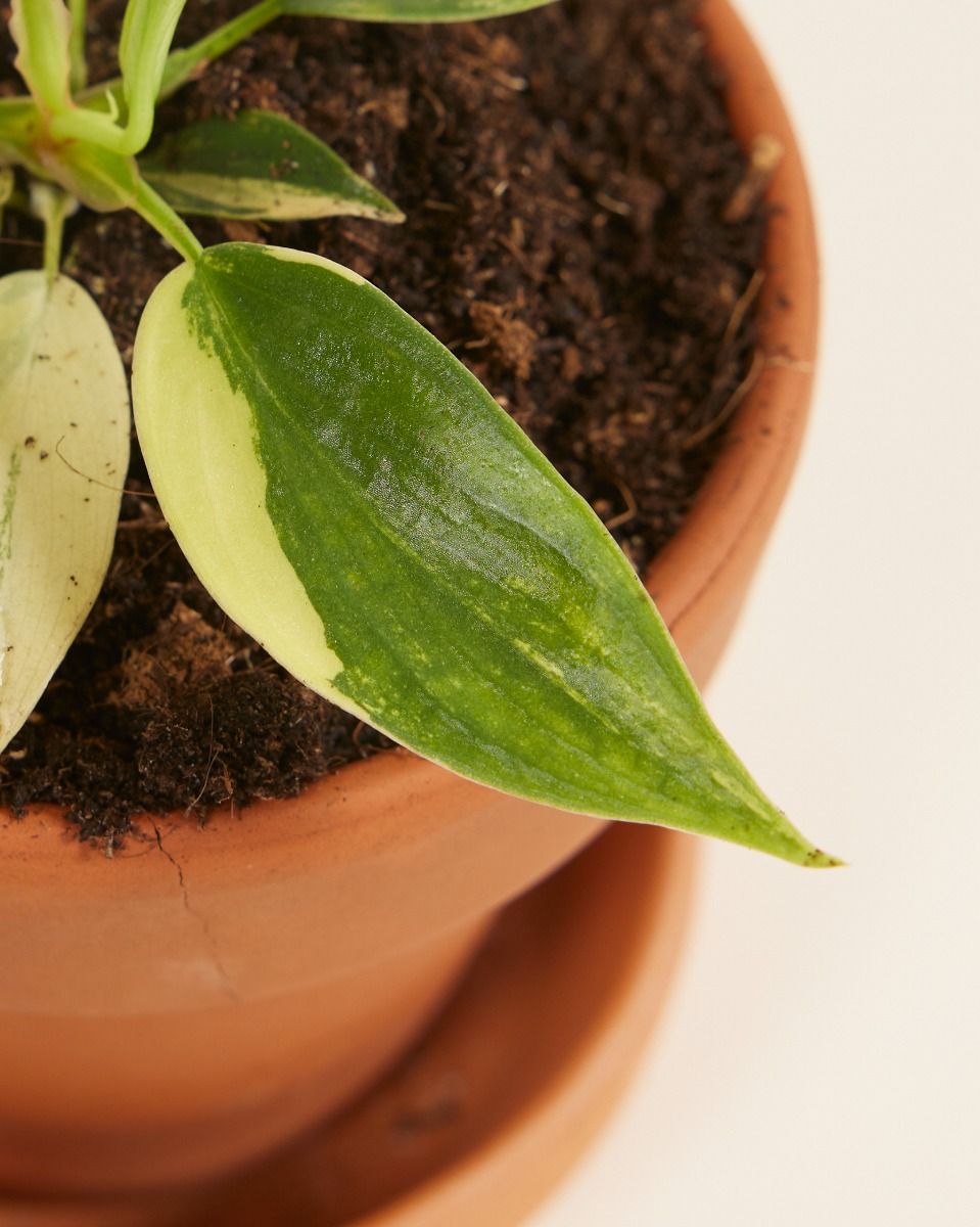 Baby Philodendron Baumfreund Florida Beauty
