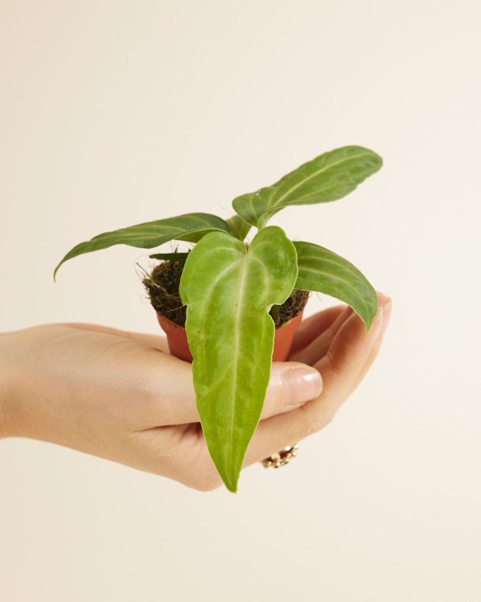 Baby Anthurium Flamingoblumen Villenaorum