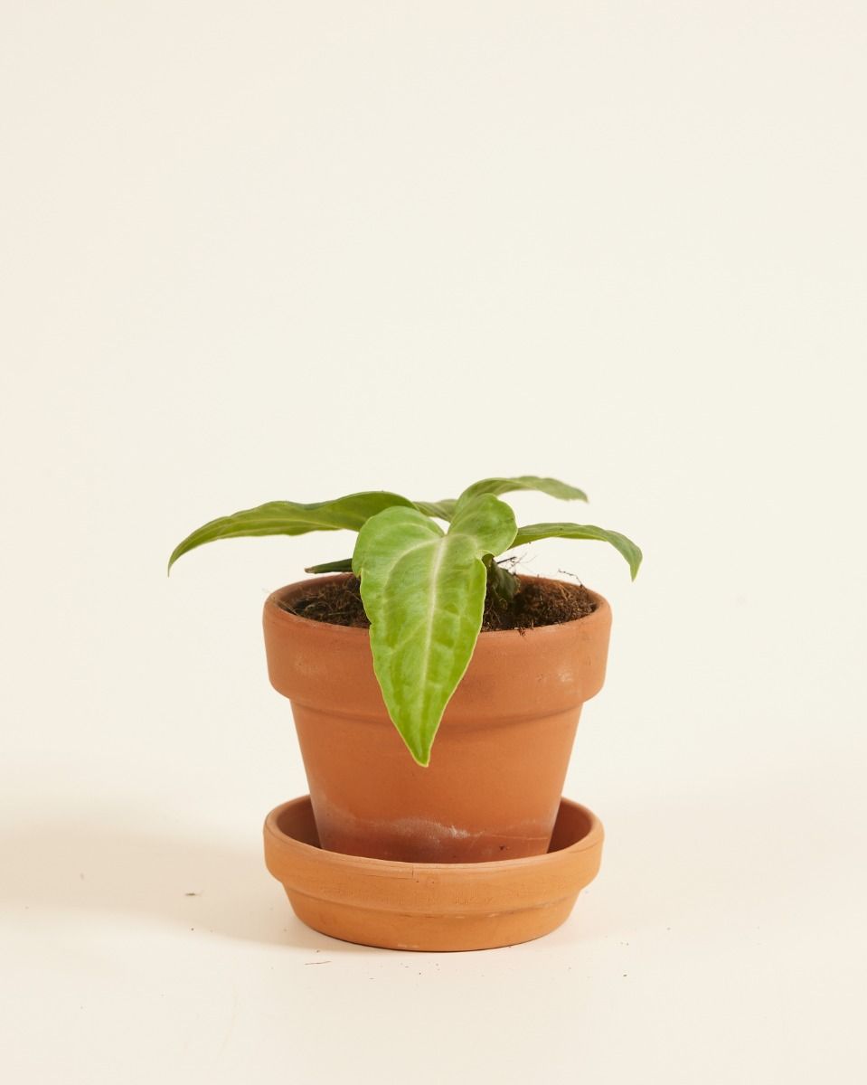 Baby Anthurium Flamingoblumen Villenaorum