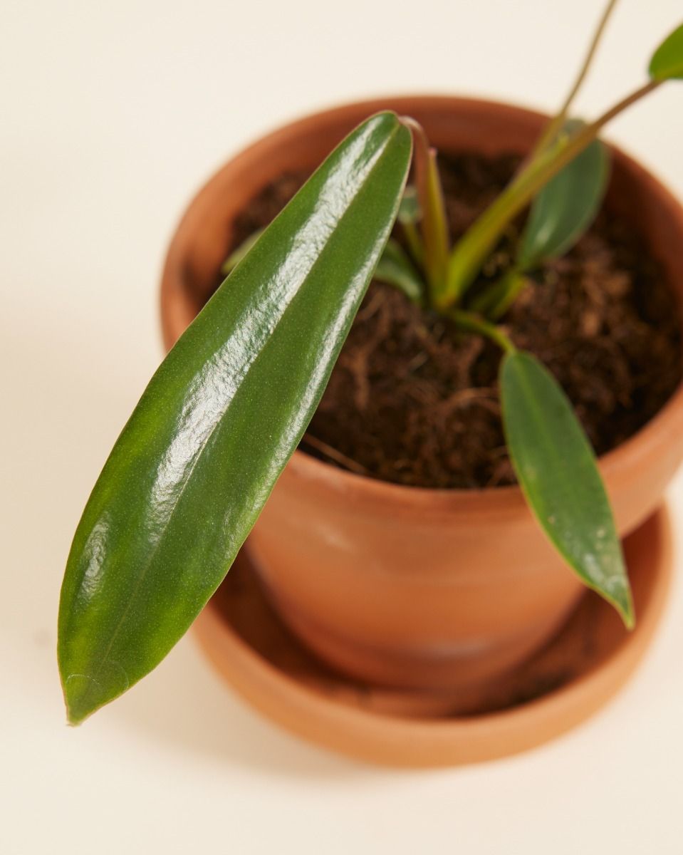 Baby Philodendron Baumfreund Joepii 
