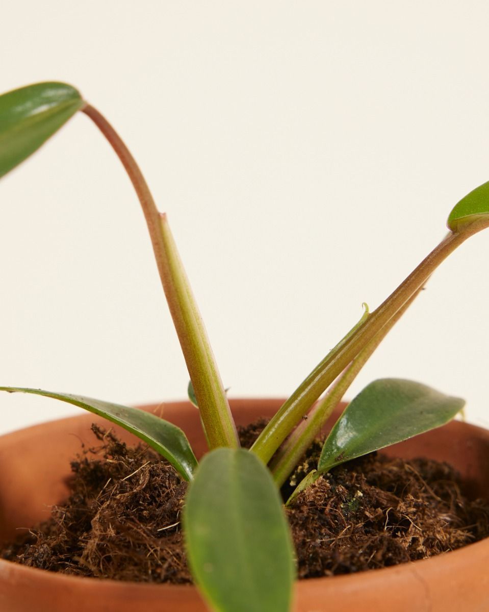 Baby Philodendron Baumfreund Joepii 