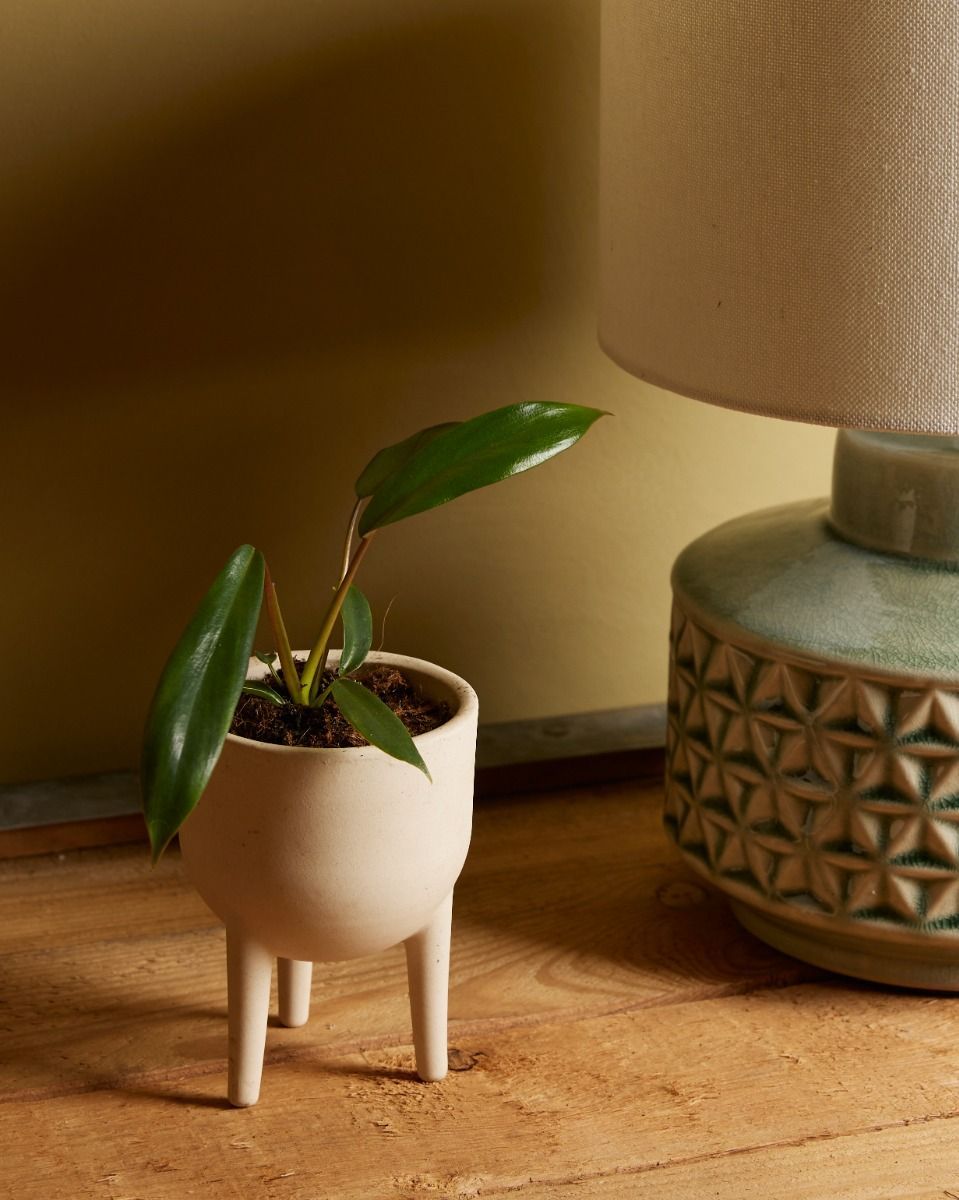 Baby Philodendron Baumfreund Joepii 