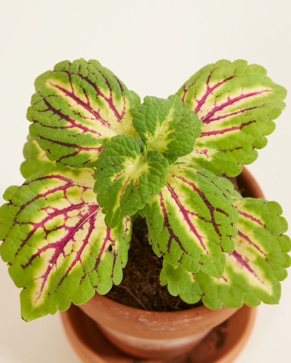 Baby Coleus Spurflower Spacecake 
