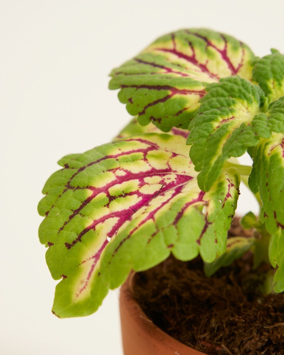 Baby Coleus Spurflower Spacecake 