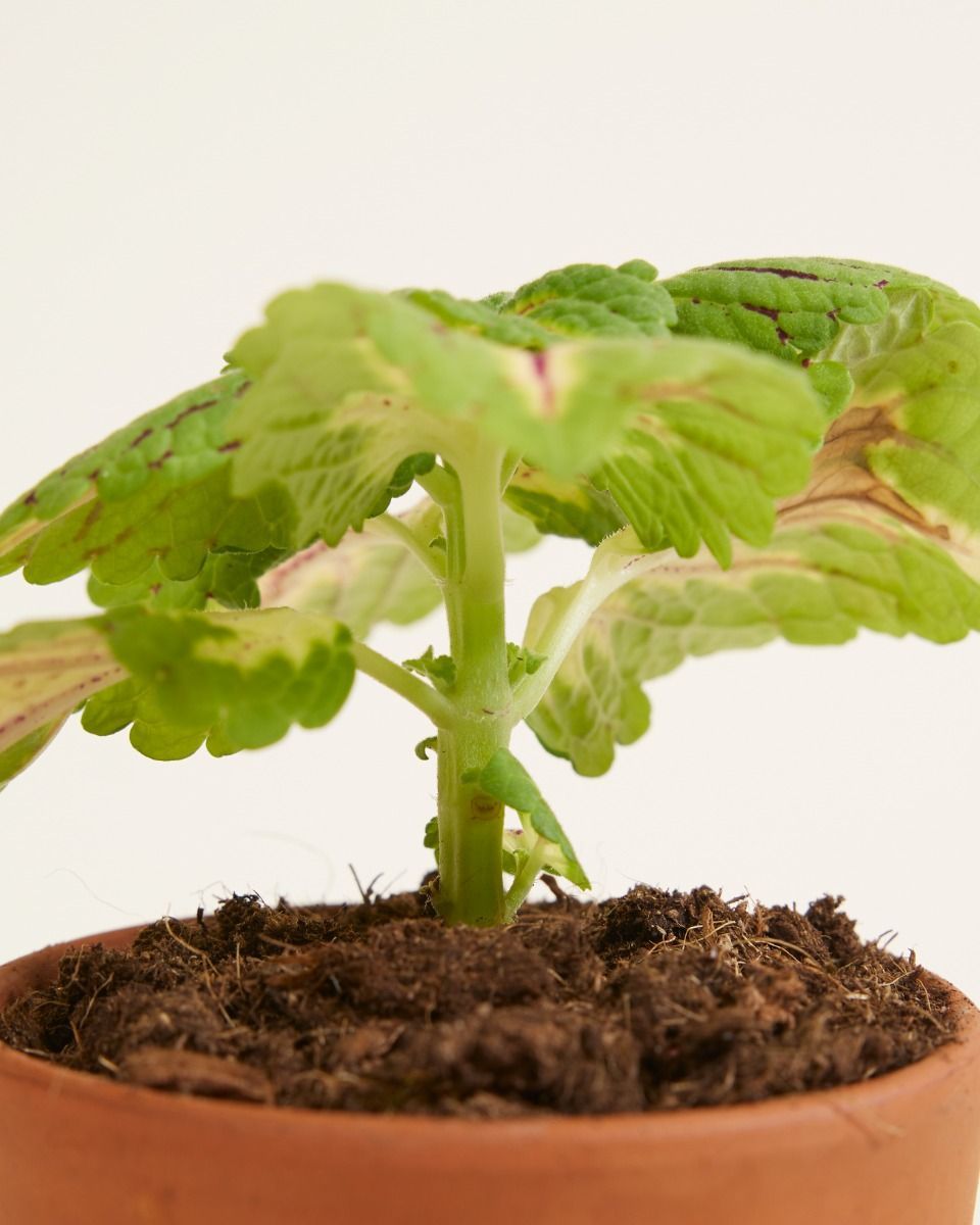Baby Coleus Spurflower Spacecake 