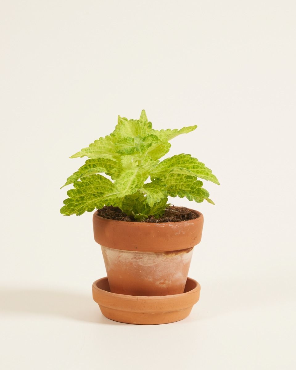 Baby Coleus Spurflower MS River Walk 