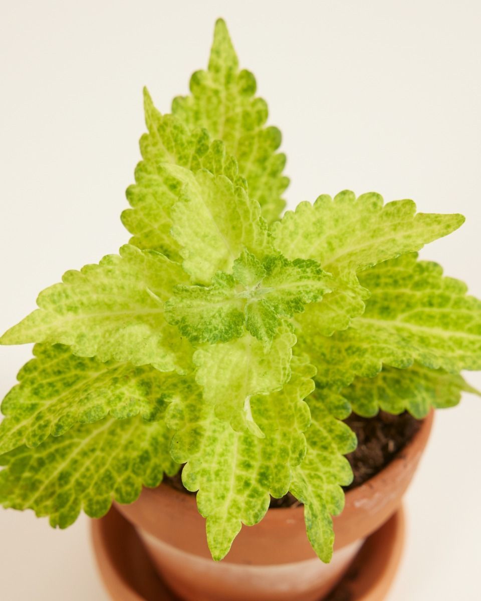 Baby Coleus Spurflower MS River Walk 