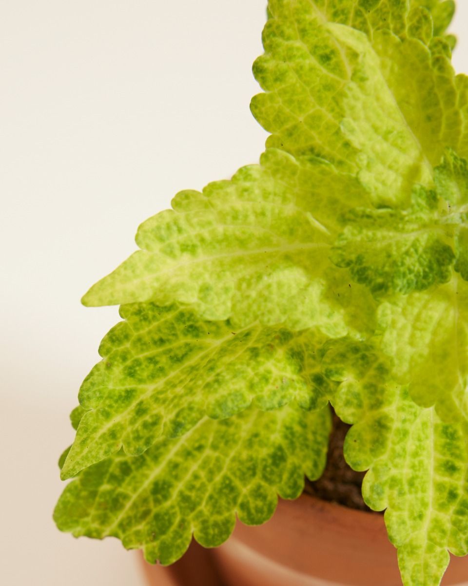 Baby Coleus Spurflower MS River Walk 