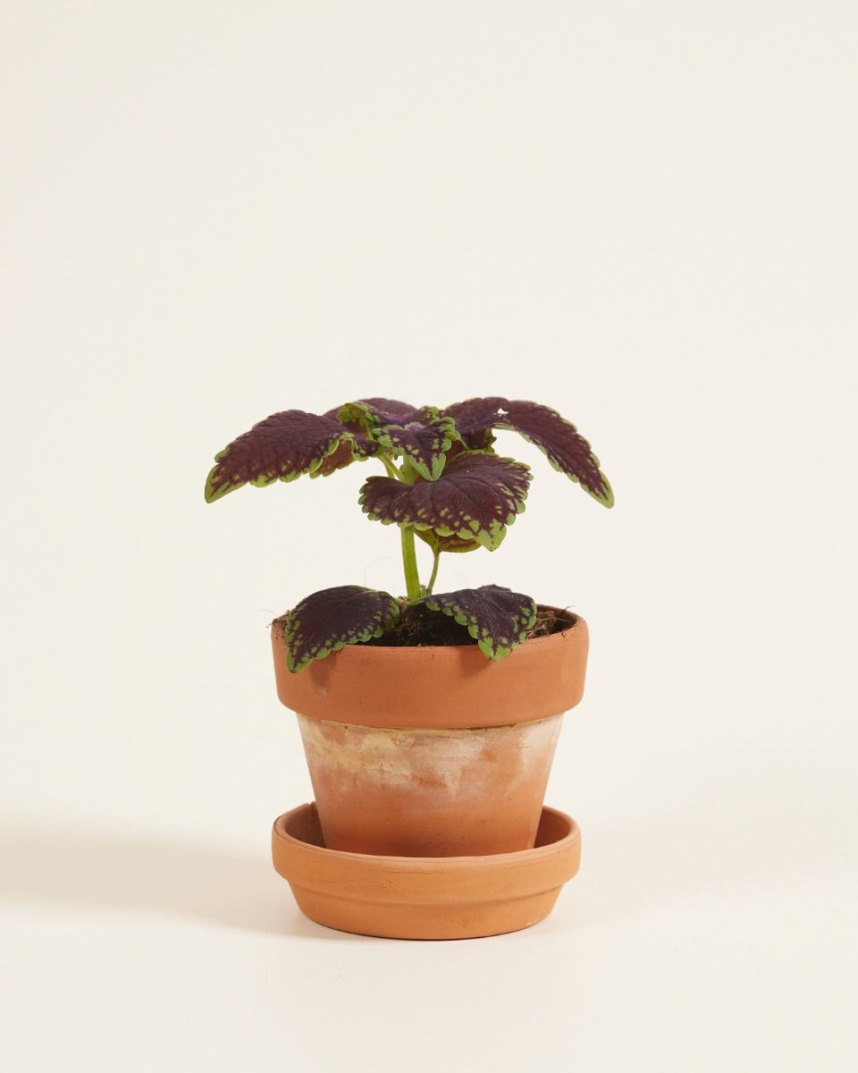 Baby Coleus Spurflower 'Main Street Abbey Road'