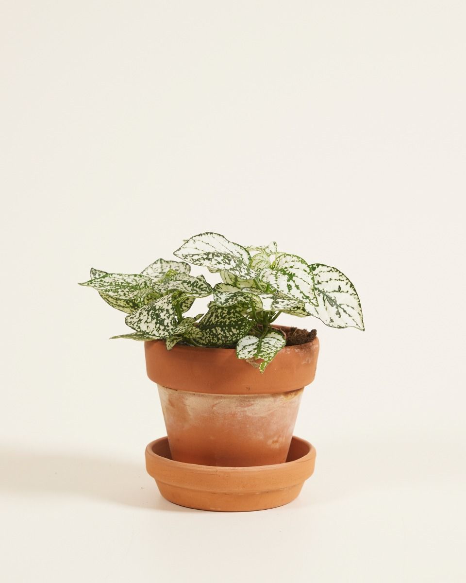 Baby Hypoestes Phyllostachya White 