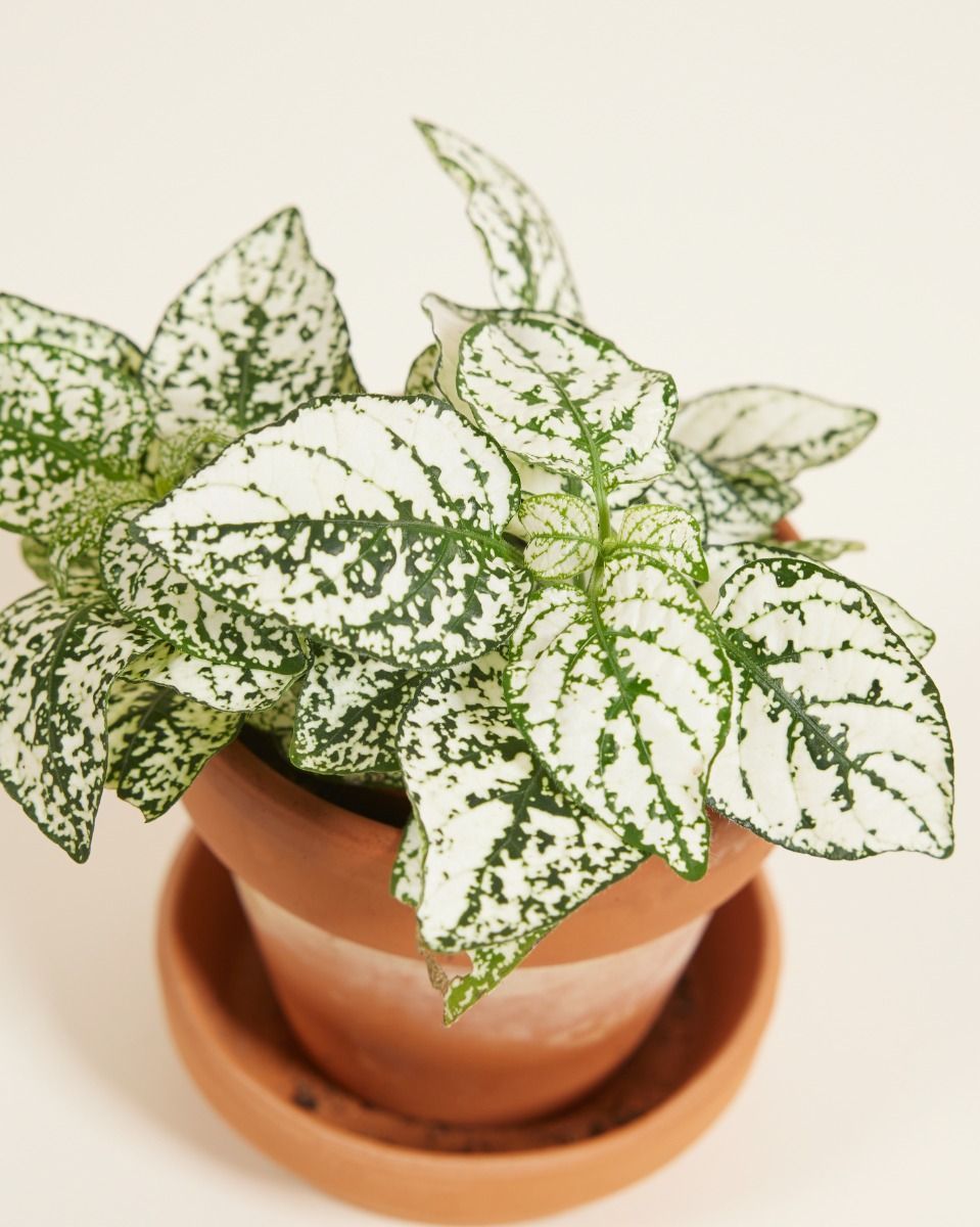 Baby Hypoestes Phyllostachya White 
