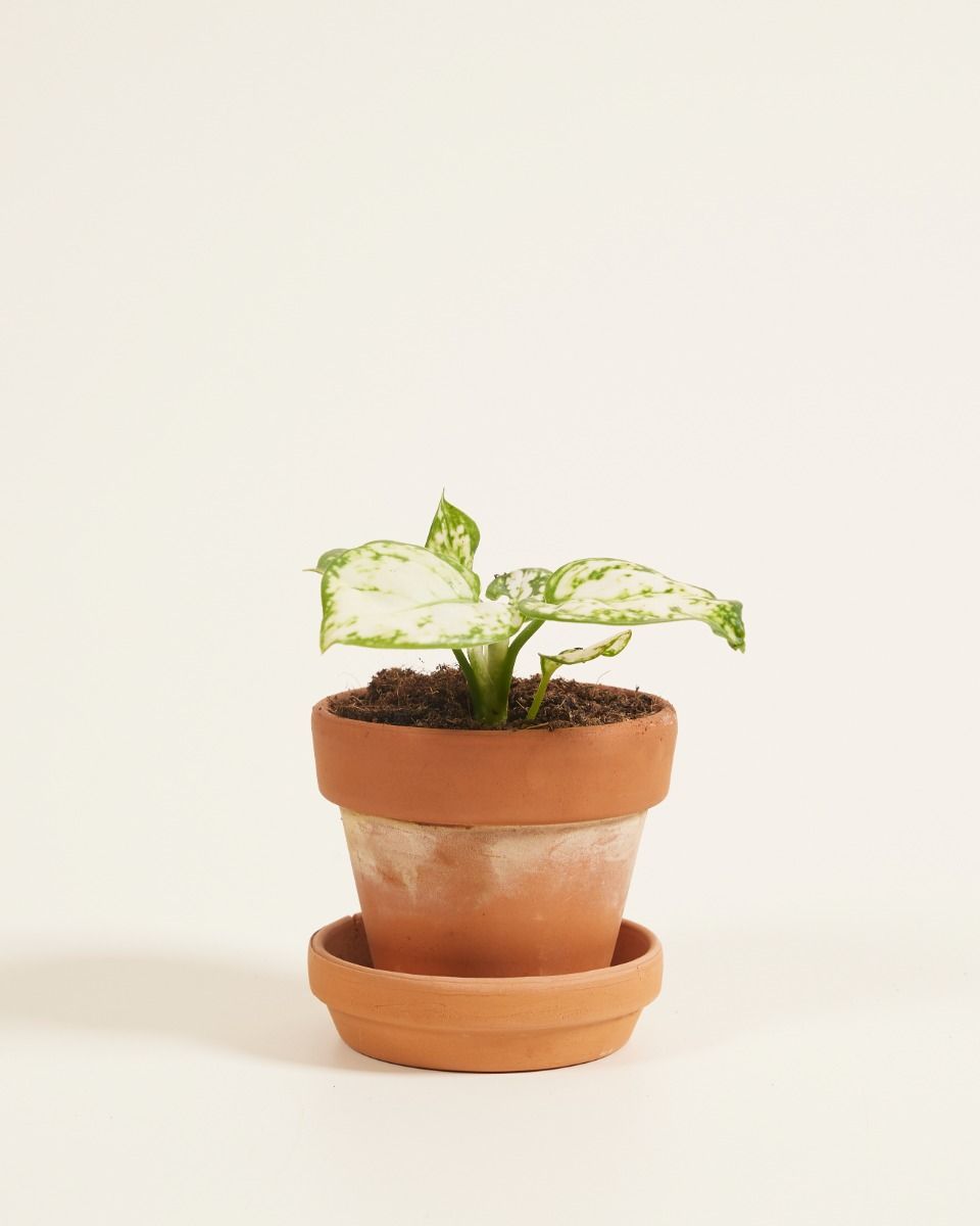 Baby Aglaonema Kolbenfaden Snowflake