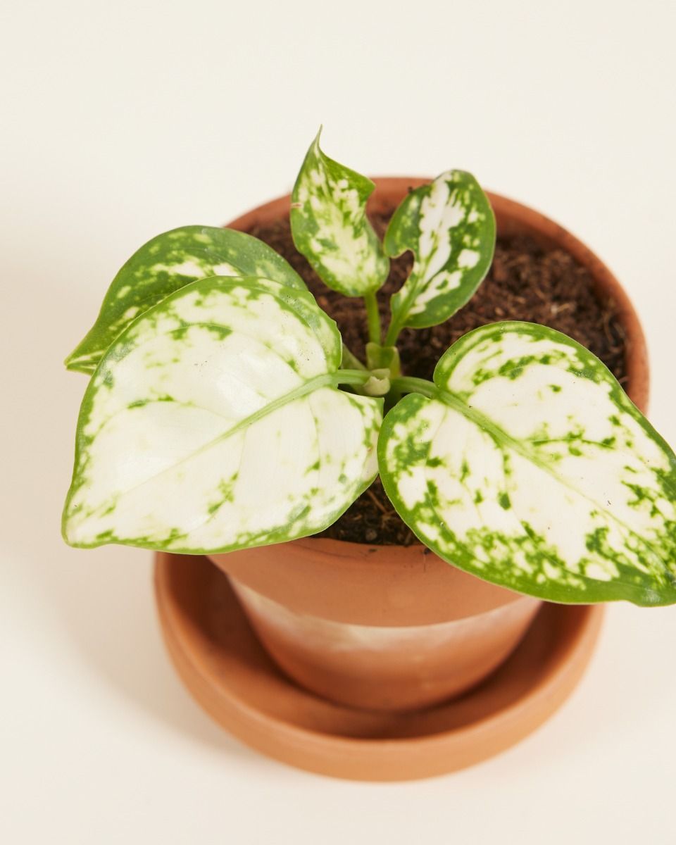 Baby Aglaonema Kolbenfaden Snowflake