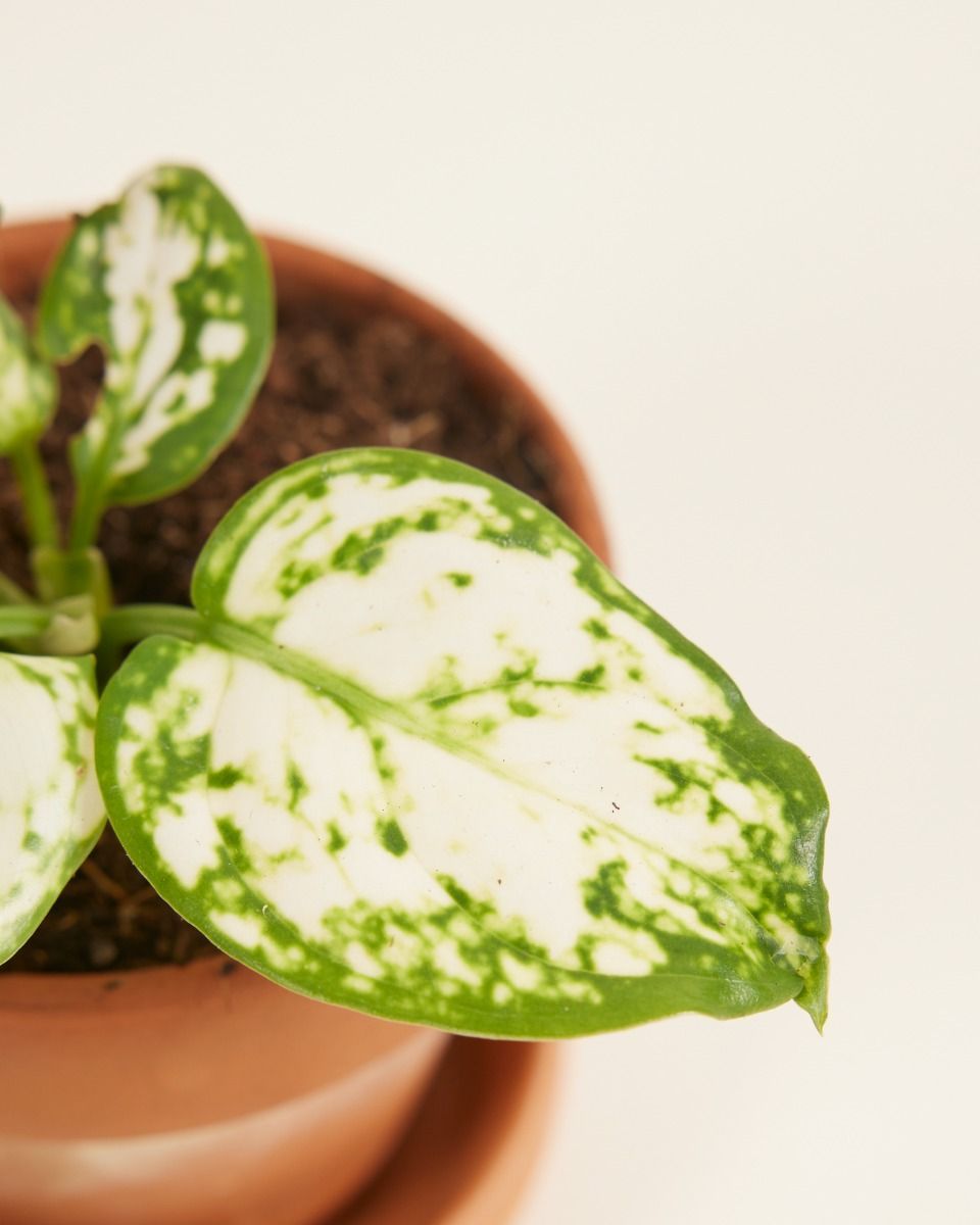 Baby Aglaonema Kolbenfaden Snowflake