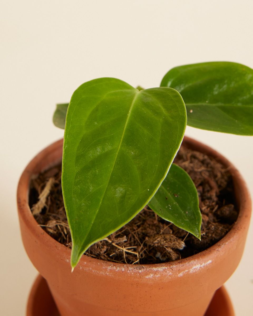 Baby Anthurium King Anthurium  Veitchii
