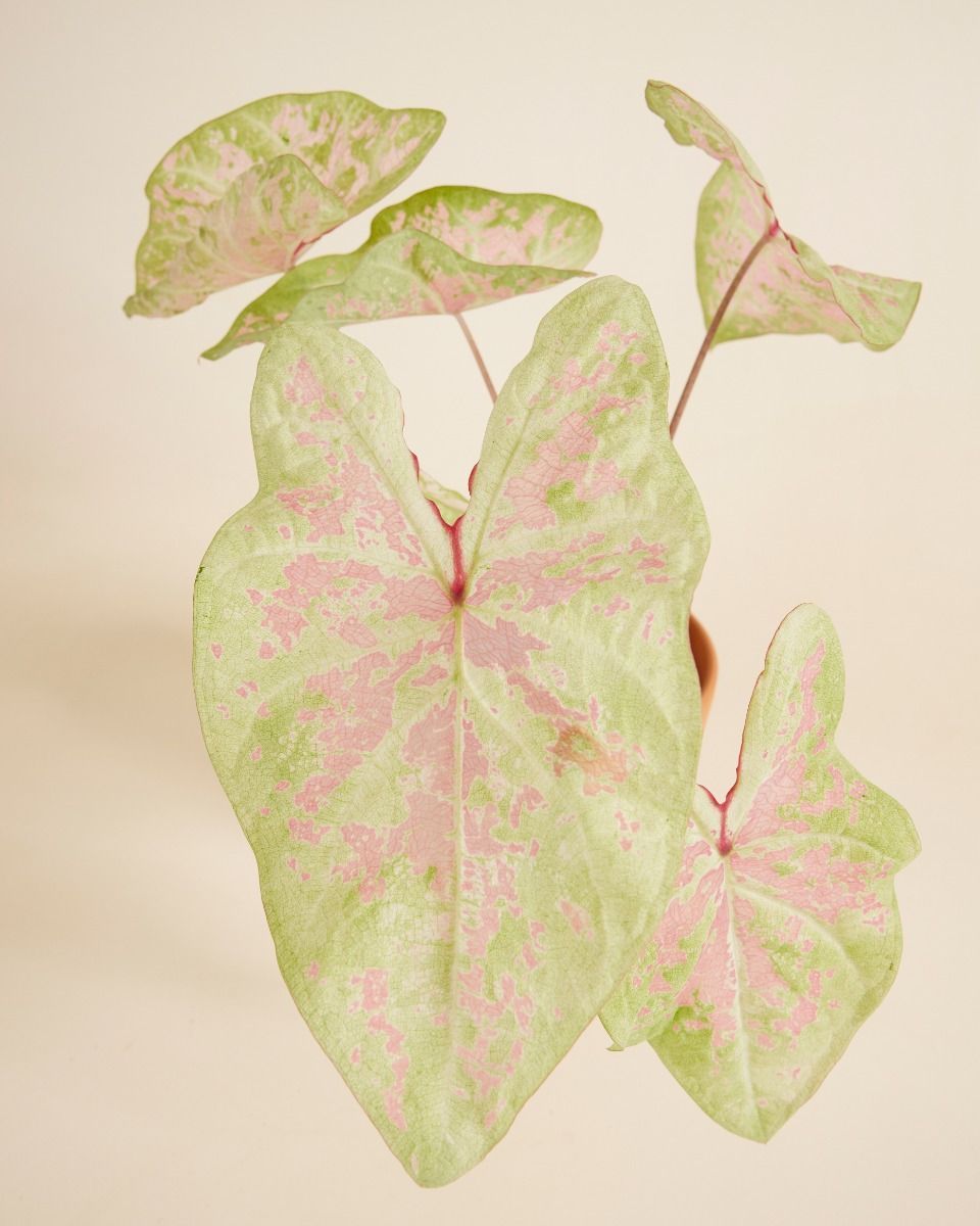 Baby Caladium Kaladie Caladium Tuber - Seafoam Pink