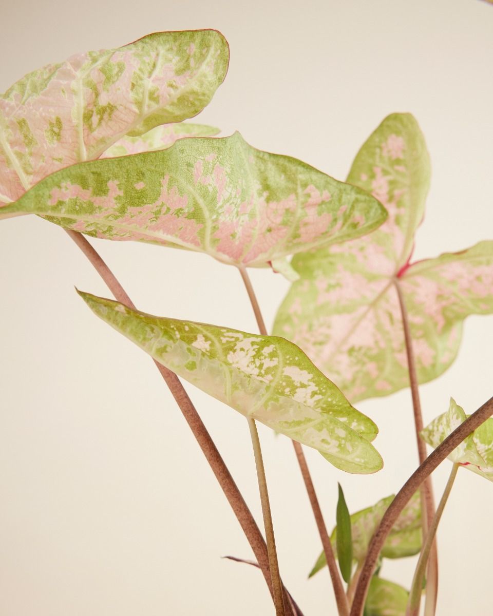 Baby Caladium Kaladie Caladium Tuber - Seafoam Pink