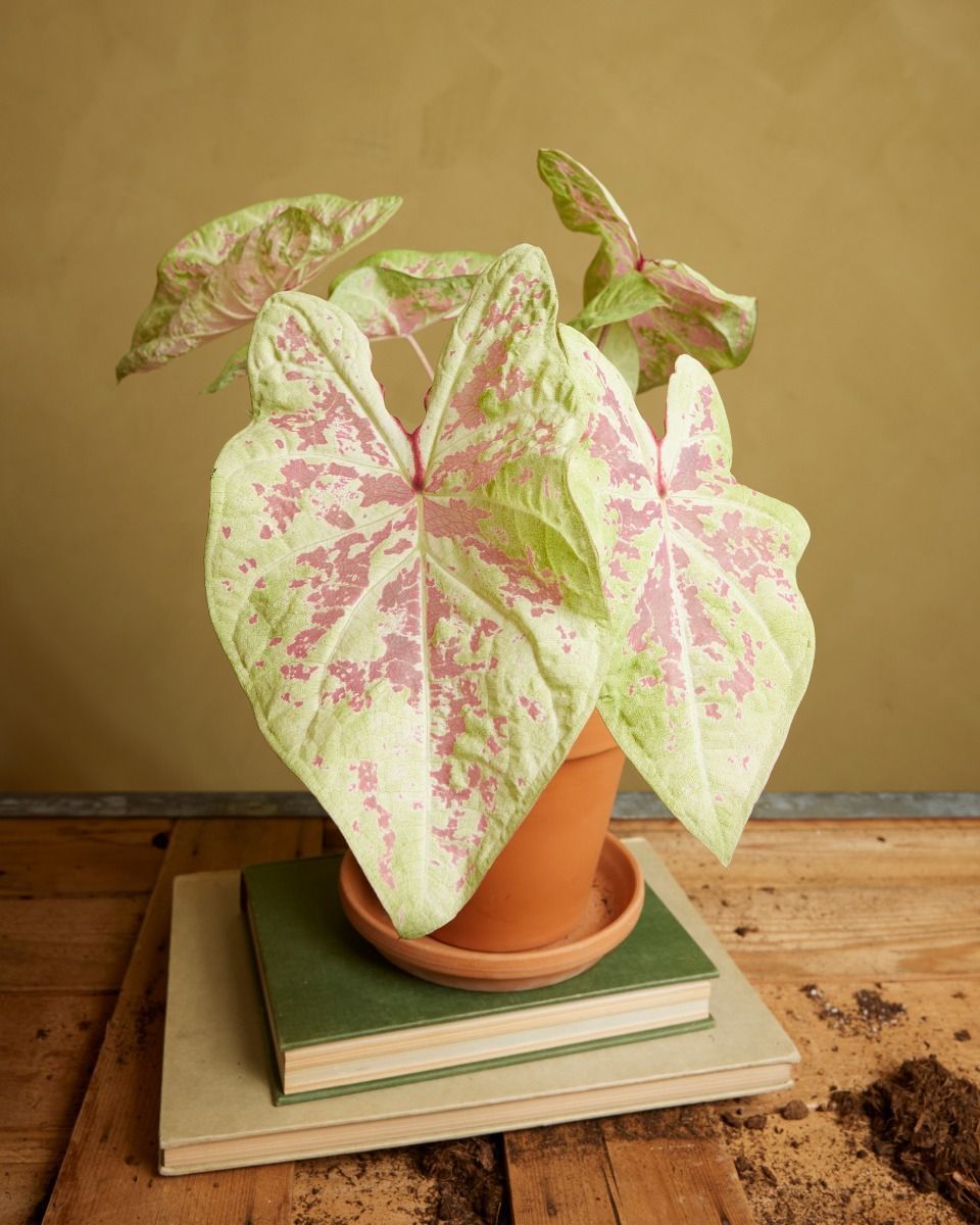 Baby Caladium Kaladie Caladium Tuber - Seafoam Pink
