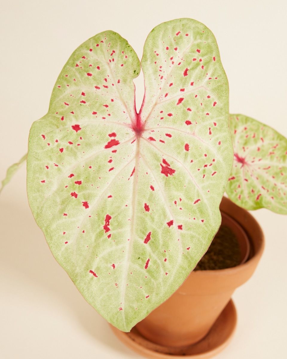 Baby Caladium Kaladie Caladium Tuber - Miss Muffet