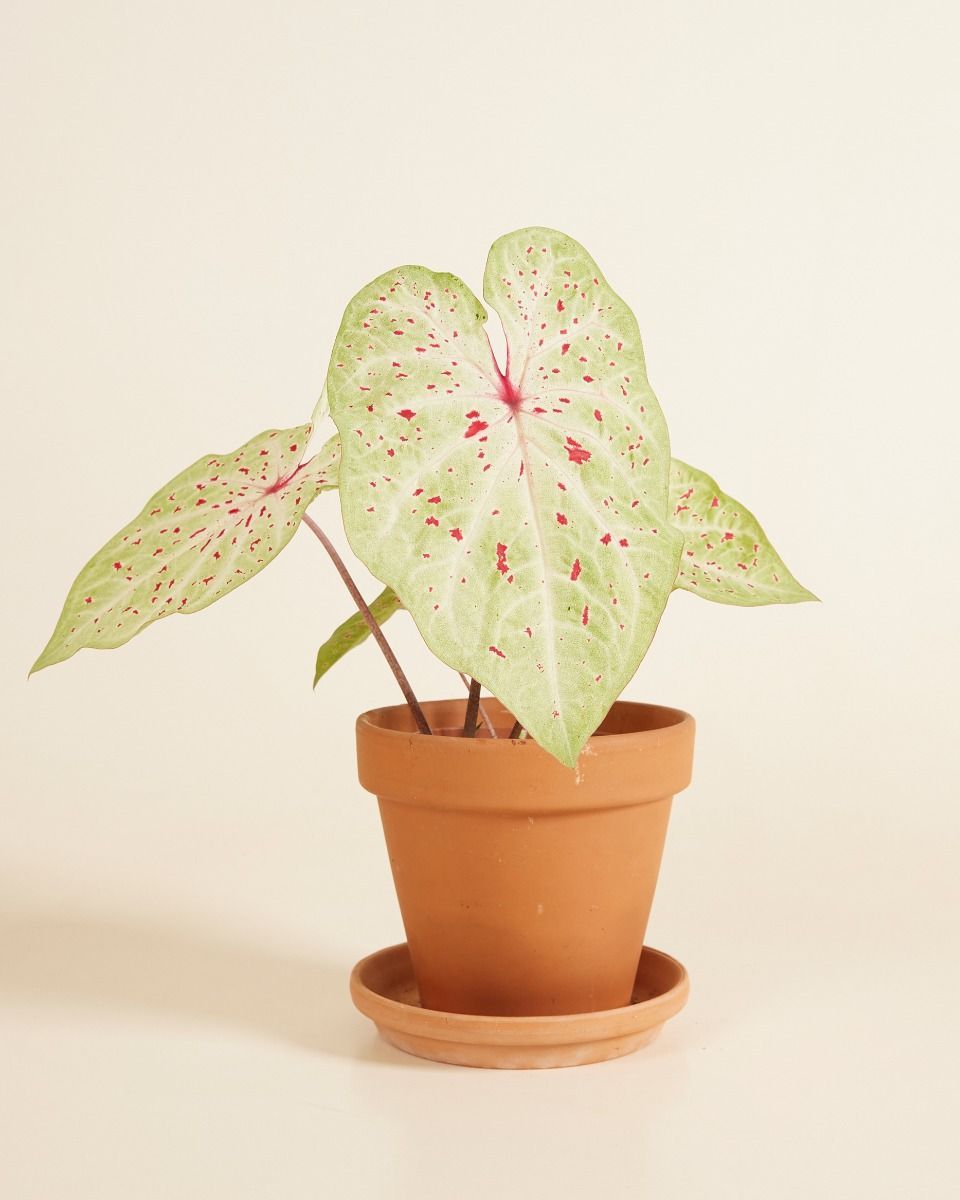 Baby Caladium Kaladie Caladium Tuber - Miss Muffet