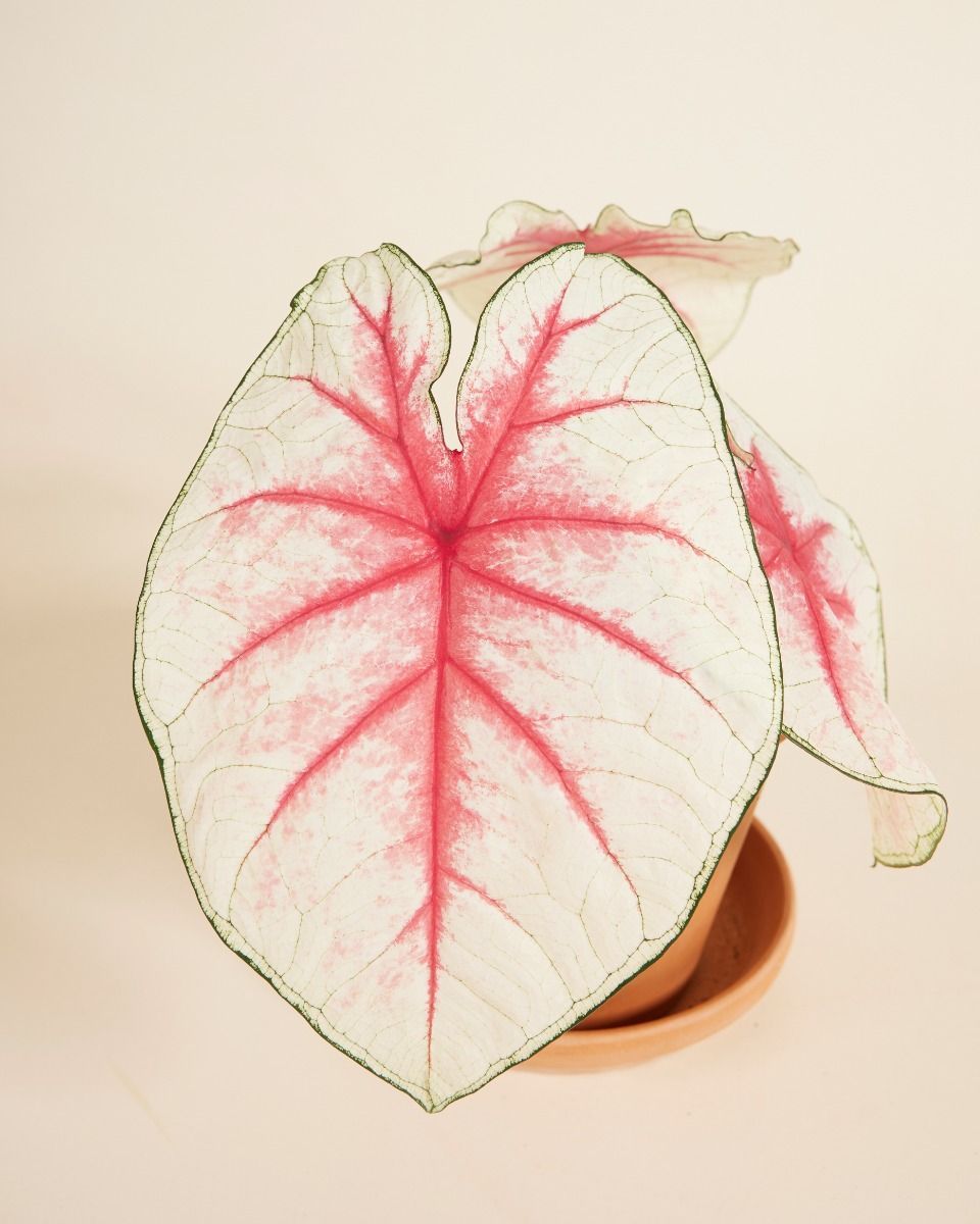 Baby Caladium Kaladie Caladium Tuber - Fiesta