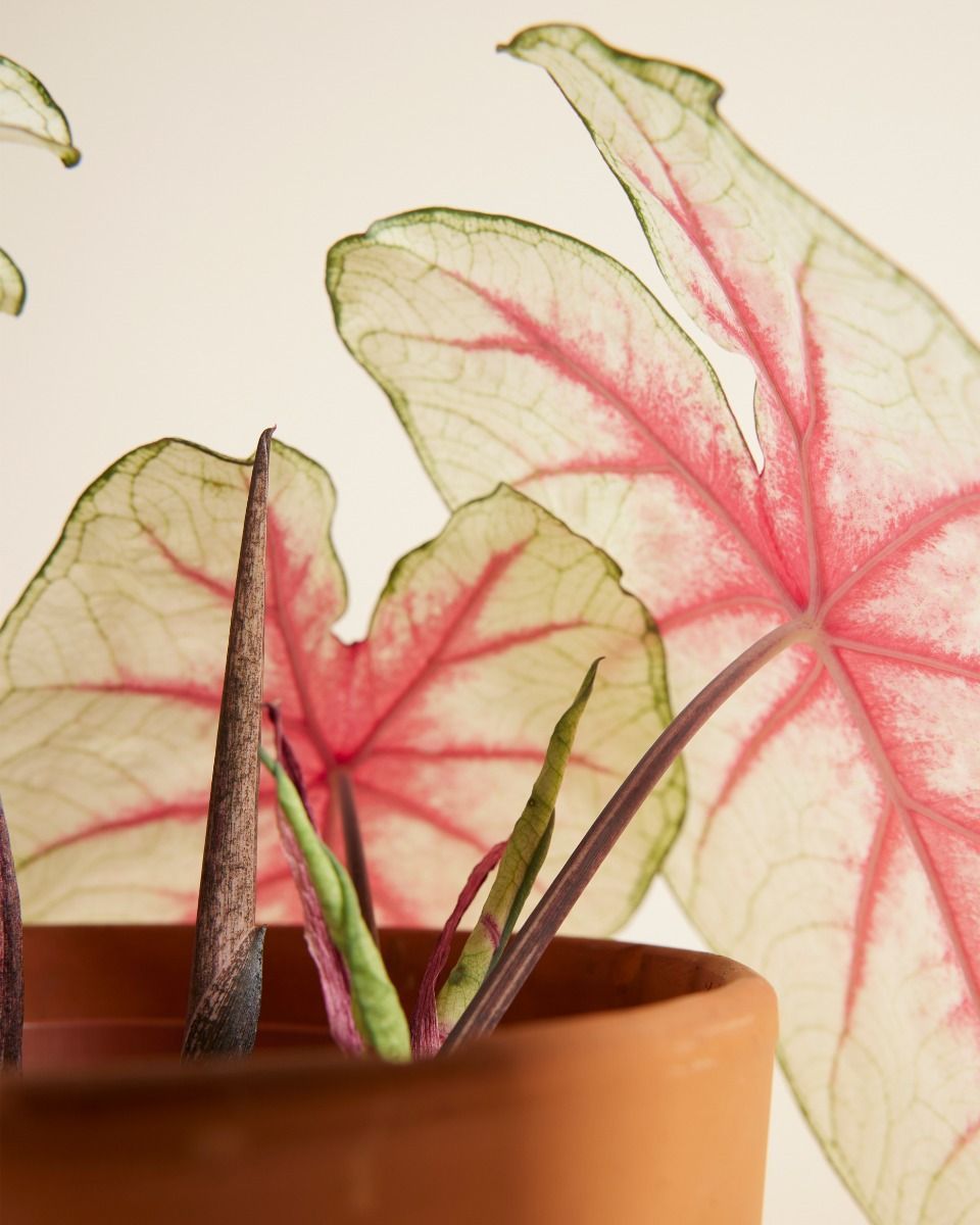 Baby Caladium Kaladie Caladium Tuber - Fiesta