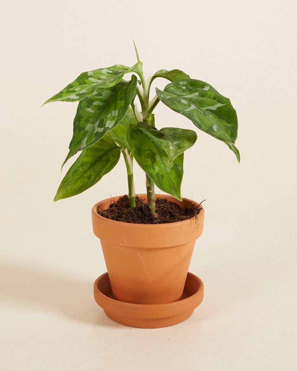 Baby Aglaonema Kolbenfaden Tricolor 
