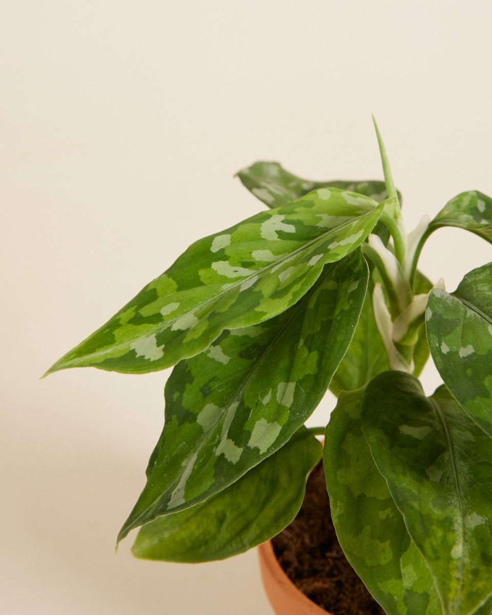 Baby Aglaonema Kolbenfaden Tricolor 