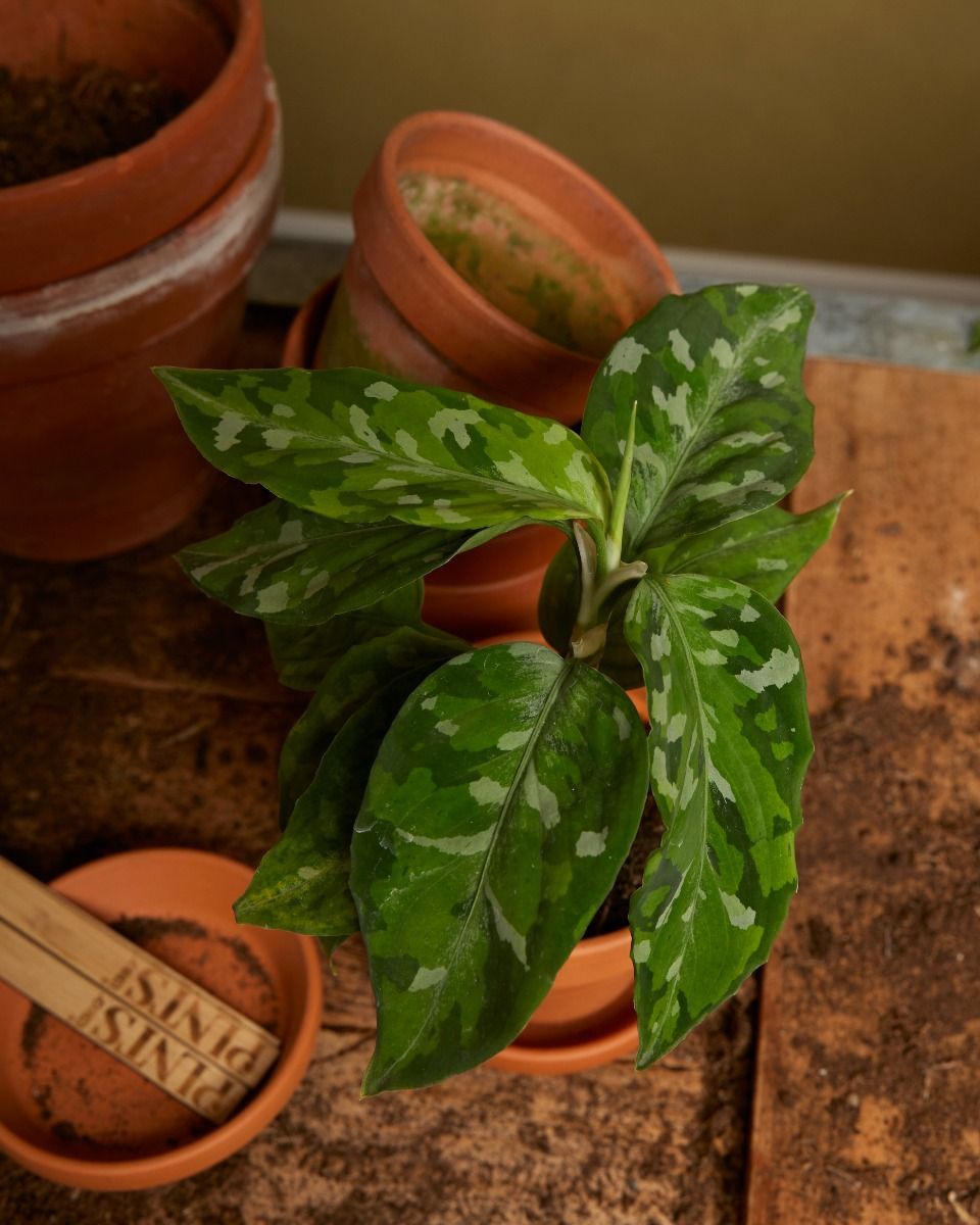 Baby Aglaonema Kolbenfaden Tricolor 
