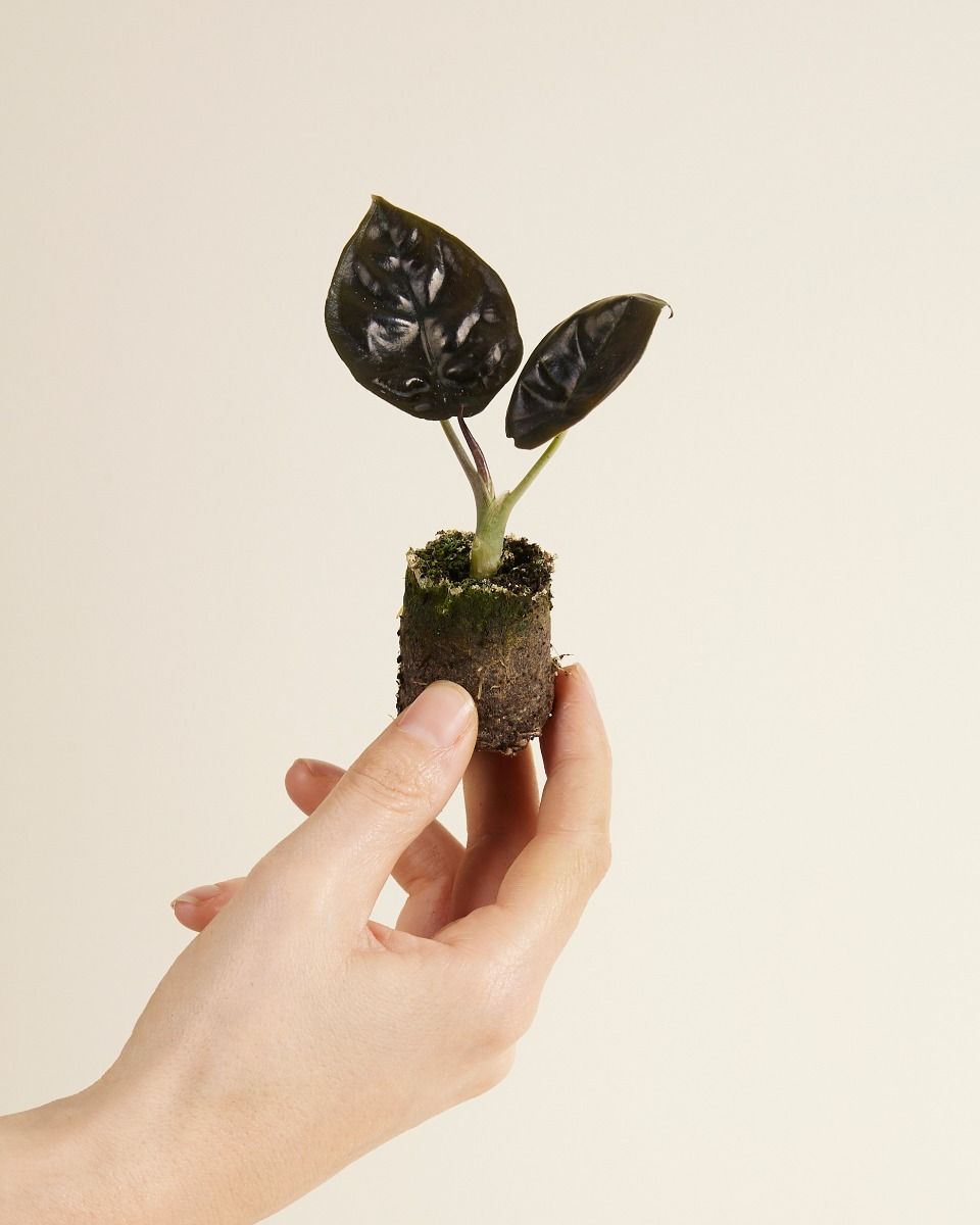 Baby Alocasia Elefantenohr Infernalis 