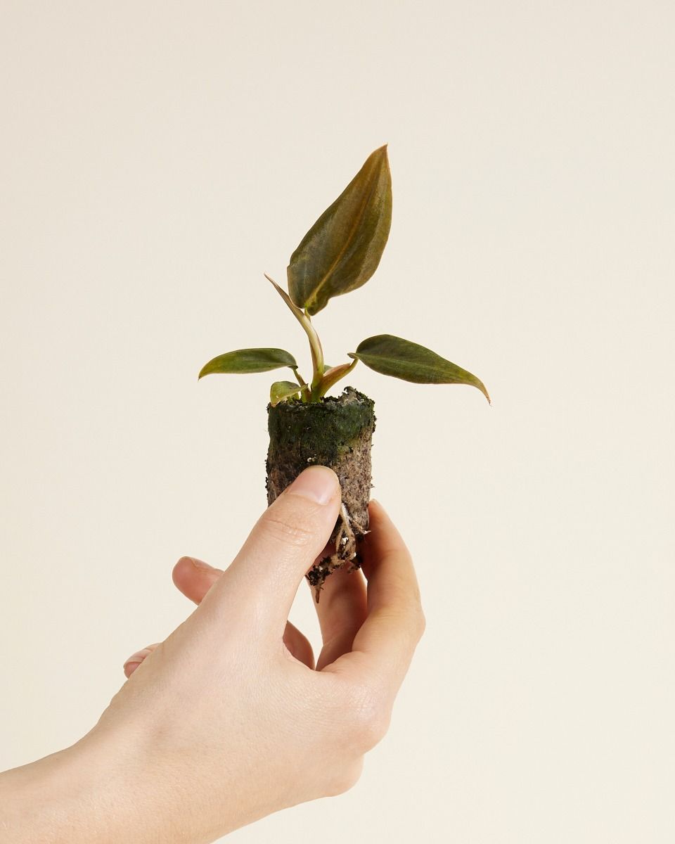 Baby Philodendron Baumfreund Gigas 