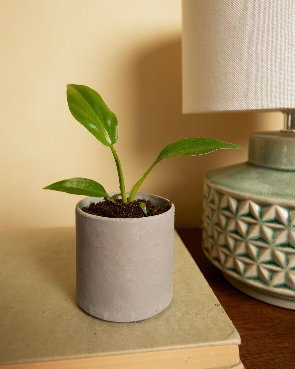 Baby Philodendron Baumfreund Radiatum 