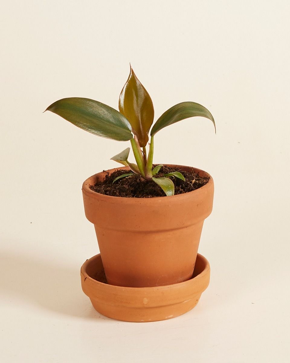 Baby Philodendron Baumfreund Florida Bronze