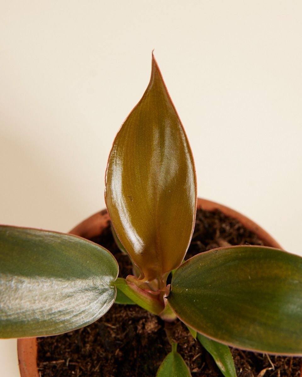 Baby Philodendron Baumfreund Florida Bronze