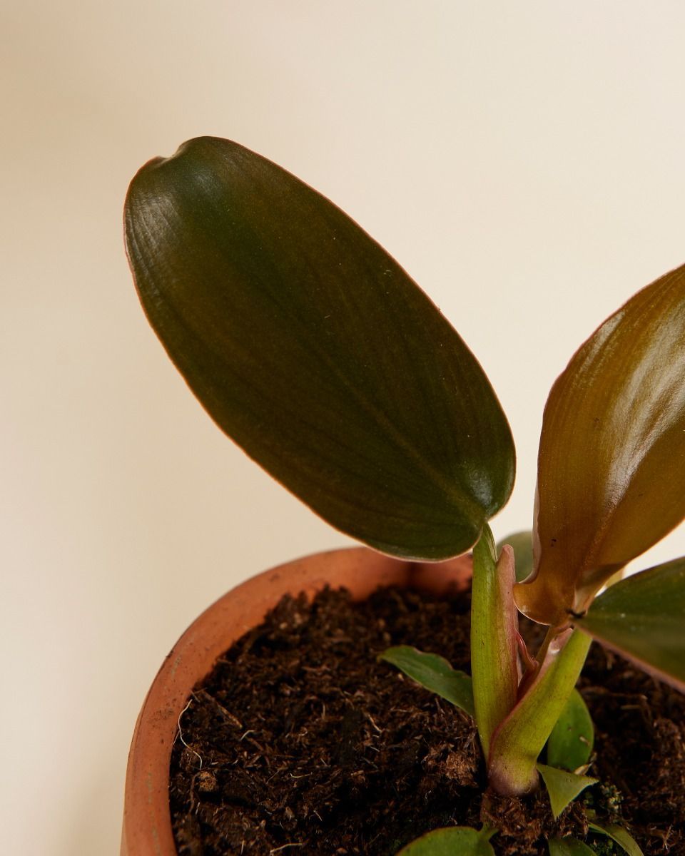 Baby Philodendron Baumfreund Florida Bronze