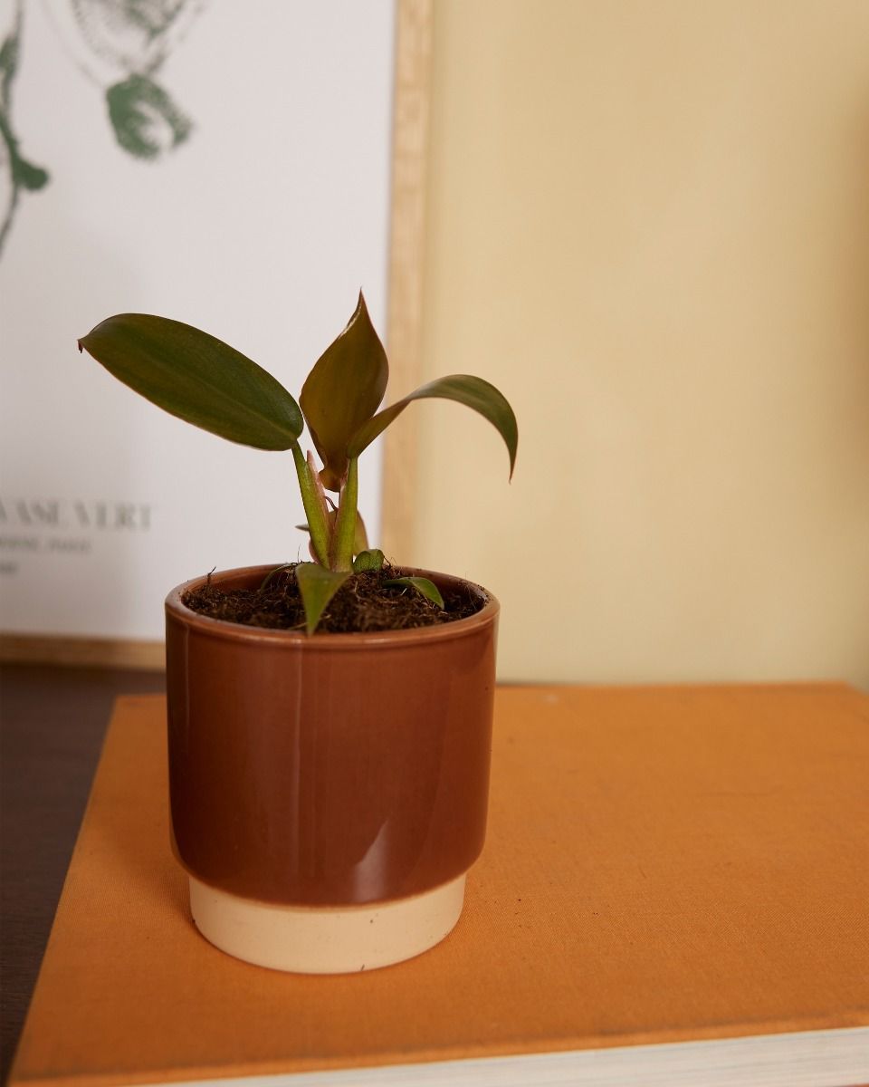 Baby Philodendron Baumfreund Florida Bronze