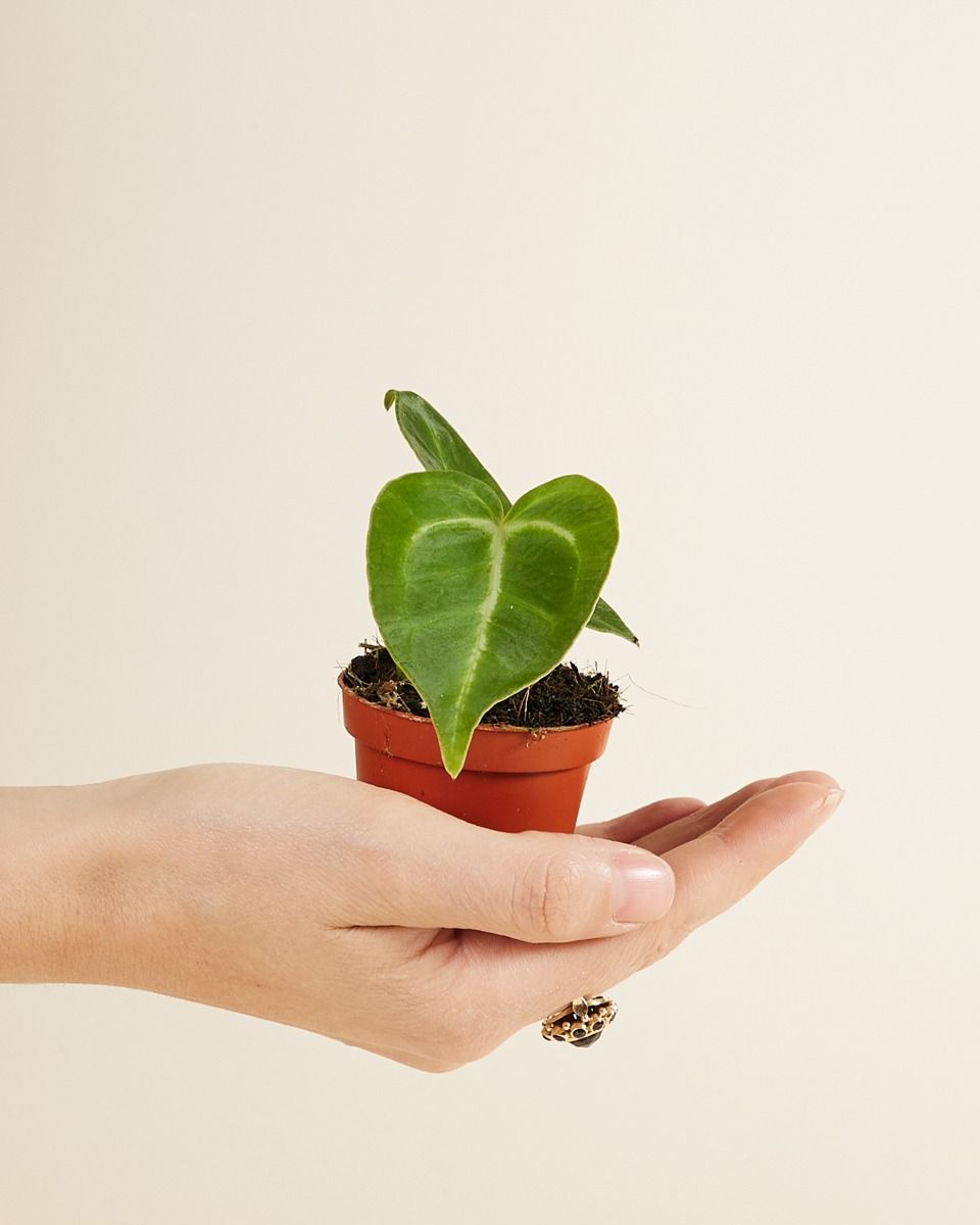 Baby Anthurium Magnificum 