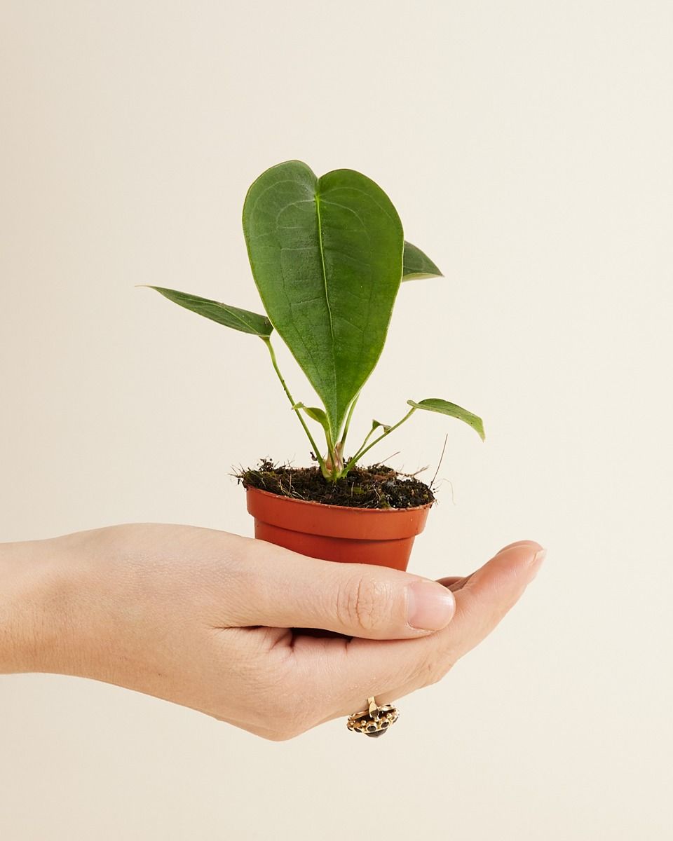 Baby Anthurium Peltigerum 