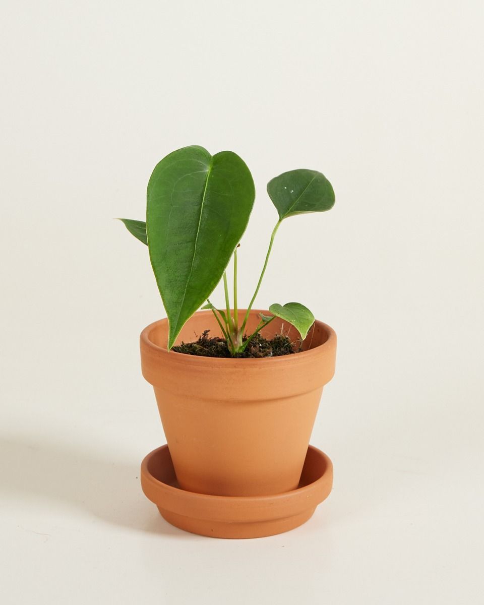 Baby Anthurium Peltigerum 