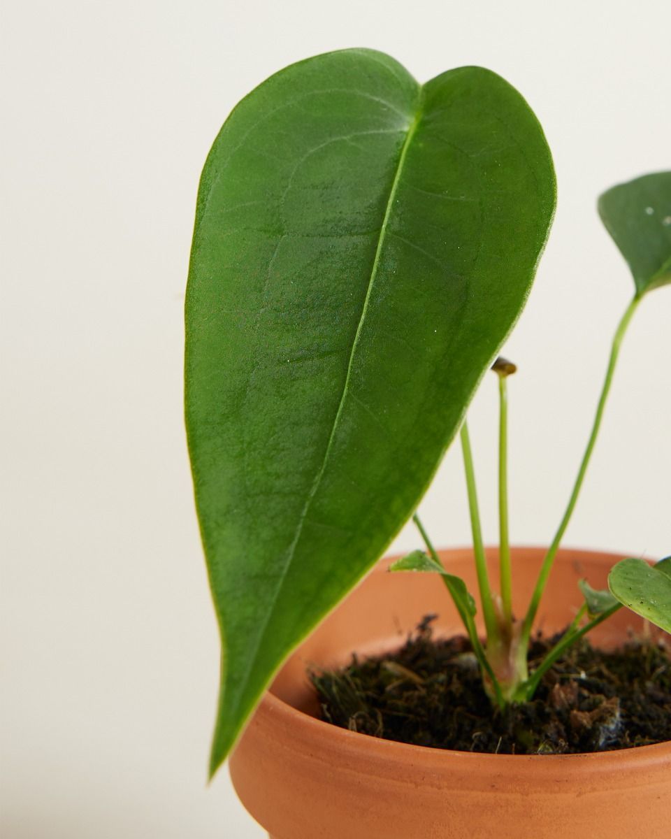 Baby Anthurium Peltigerum 