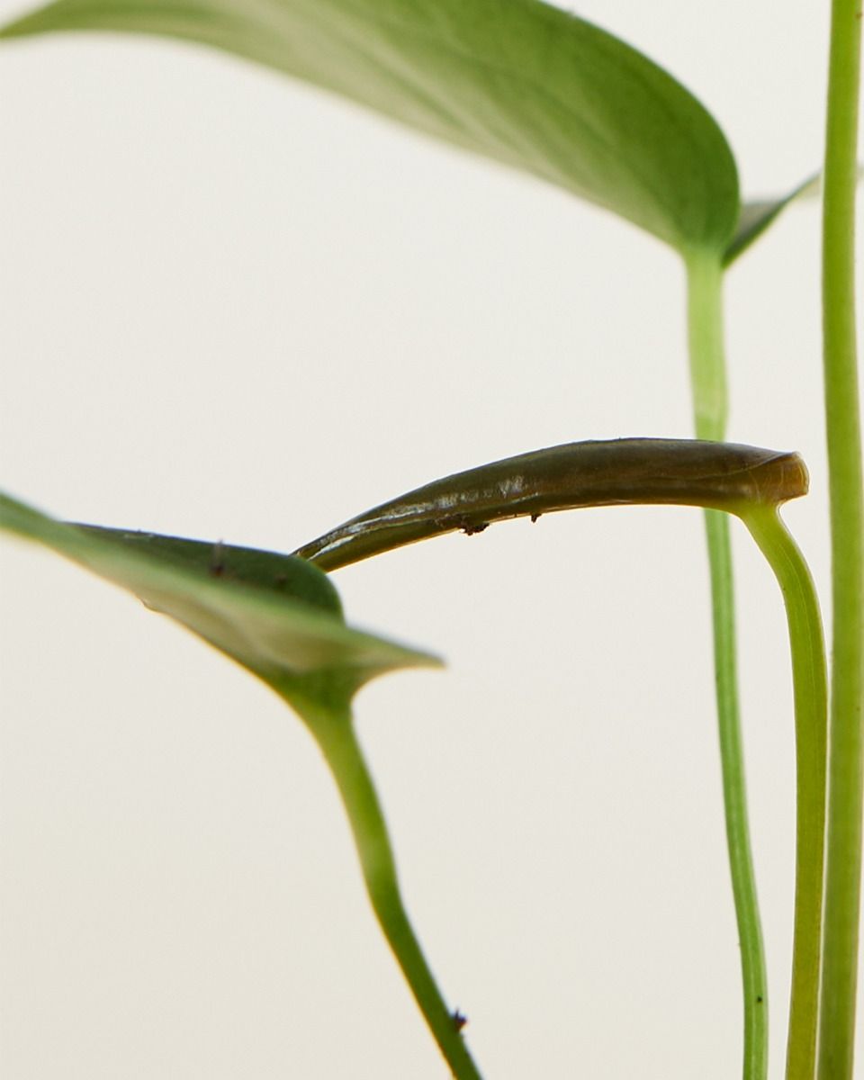 Baby Anthurium Peltigerum 