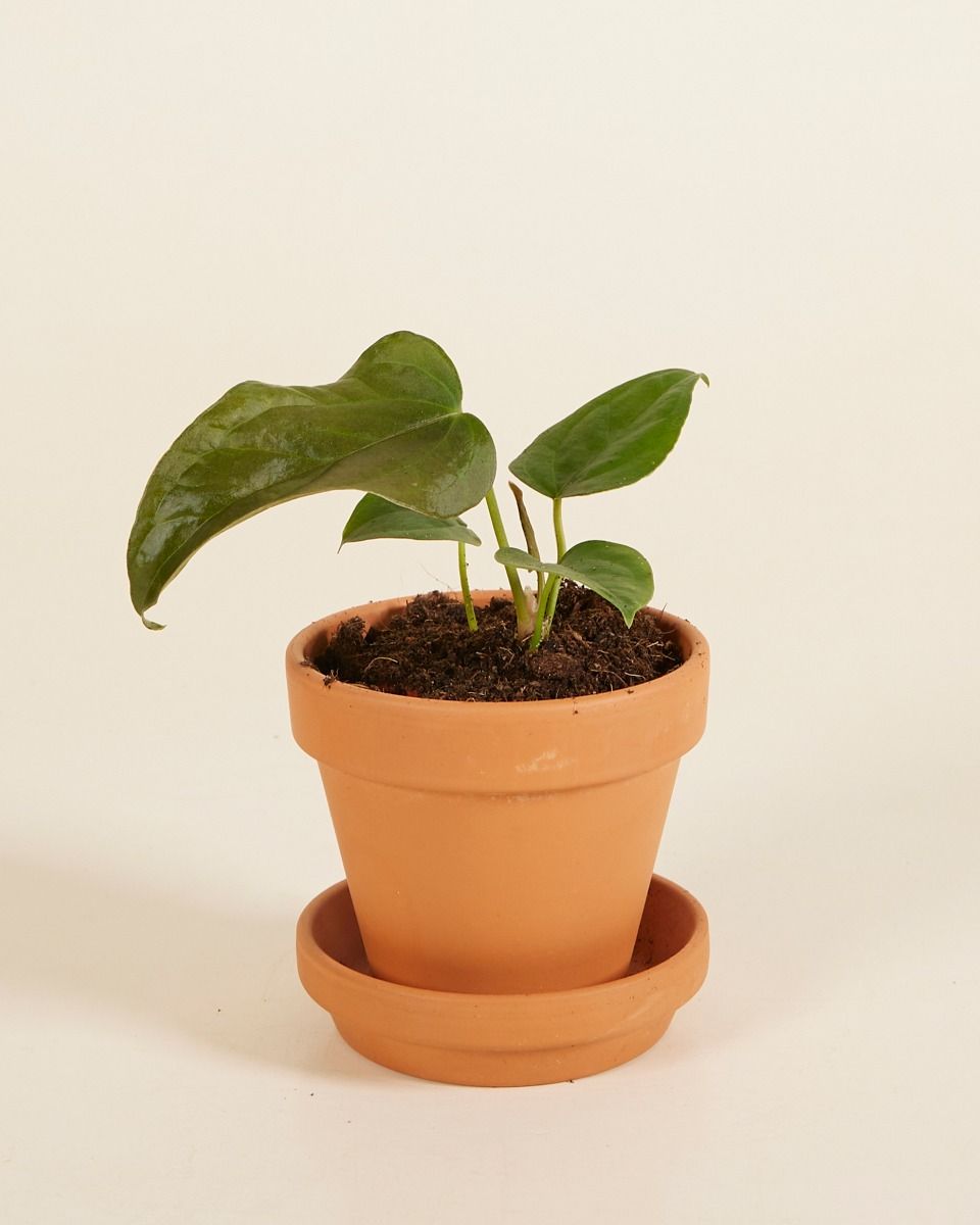 Baby Anthurium Queen of Hearts