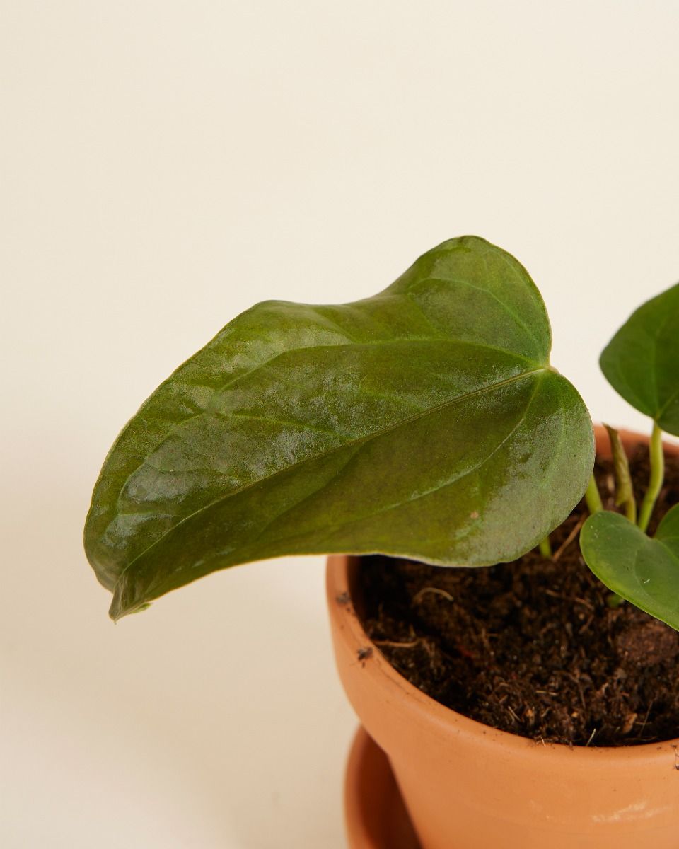 Baby Anthurium Queen of Hearts