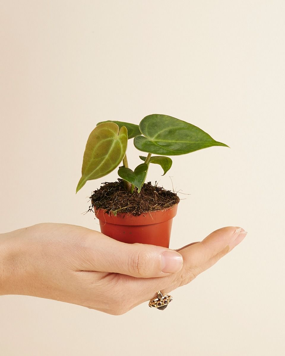 Baby Anthurium Clarinervium 