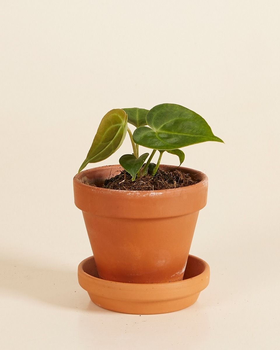 Baby Anthurium Clarinervium 