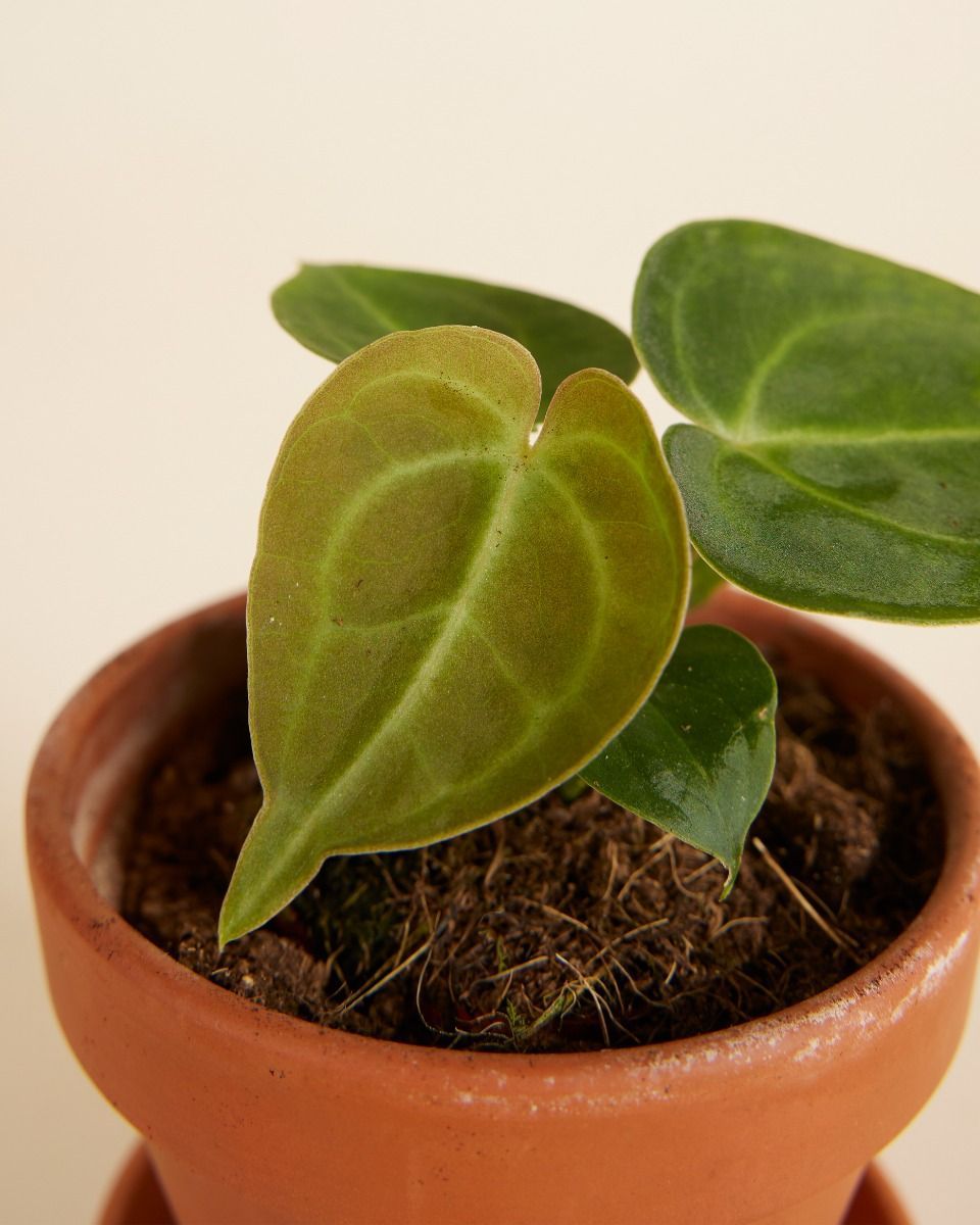 Baby Anthurium Clarinervium 